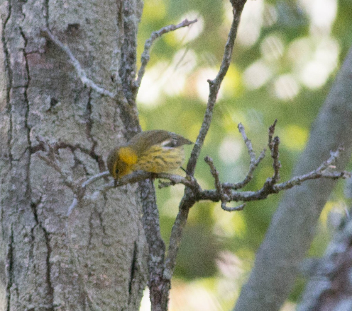 Cape May Warbler - ML272196931