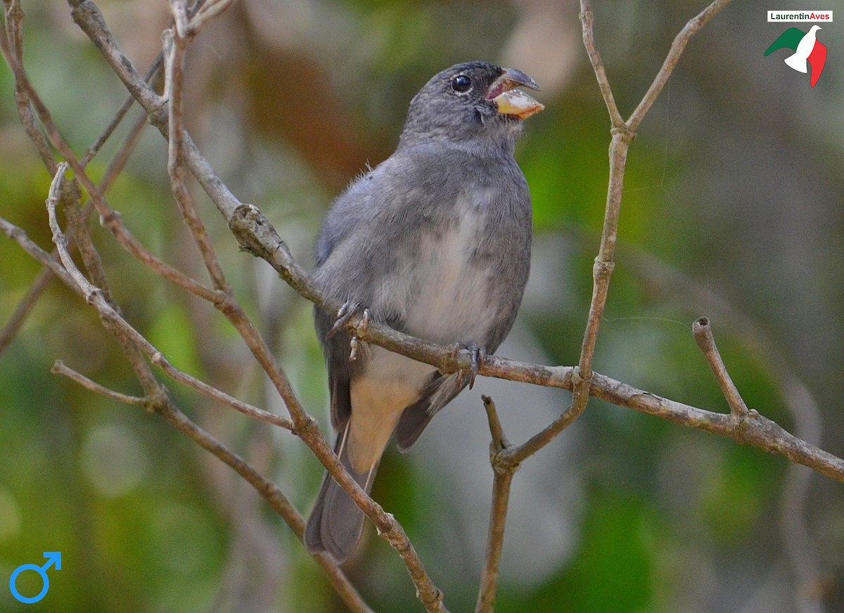 Temminck's Seedeater - ML272197091
