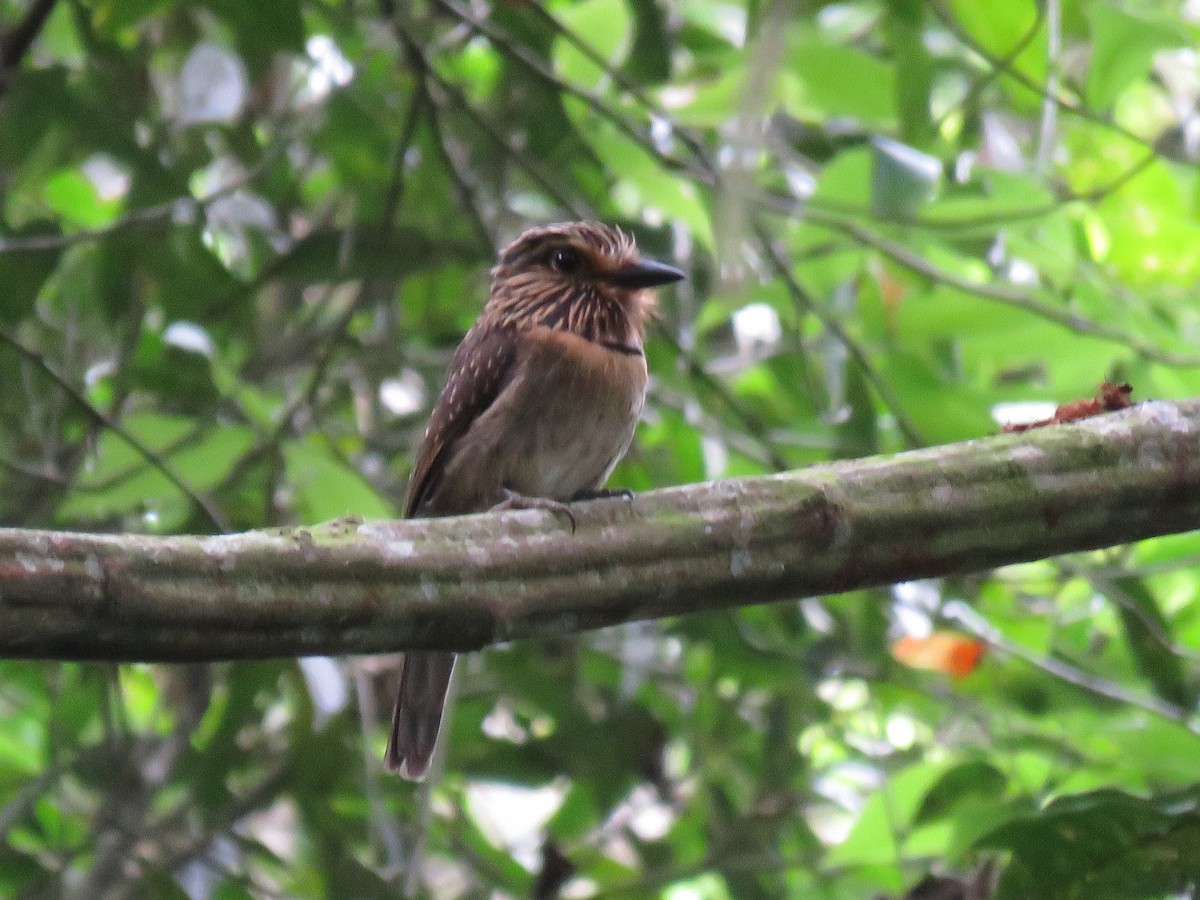 Crescent-chested Puffbird - Romeu Gama