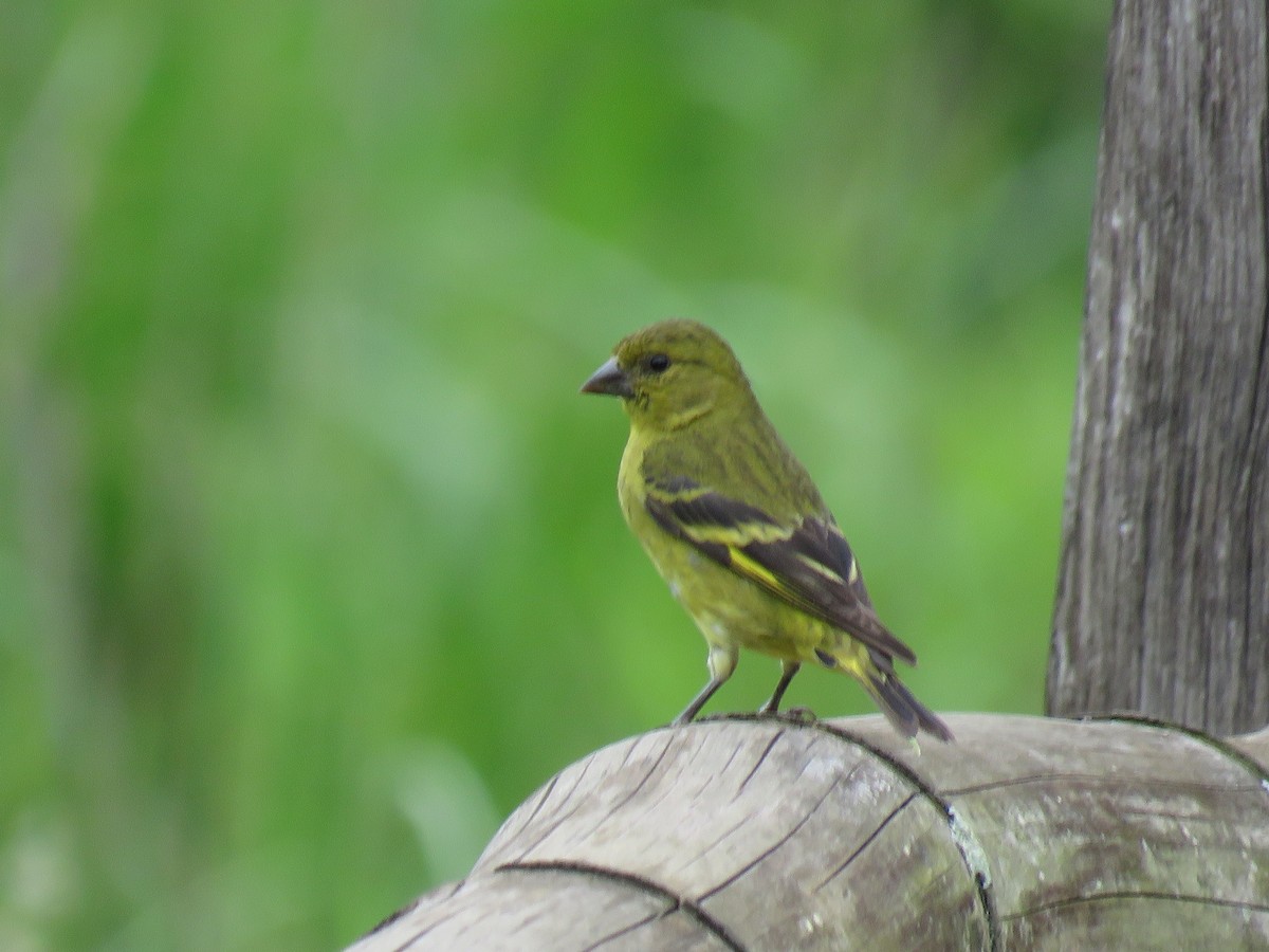 Hooded Siskin - Romeu Gama