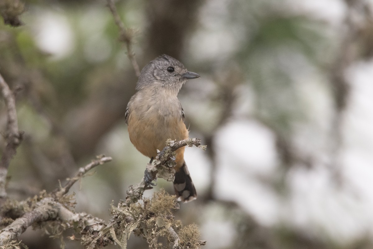 Variable Antshrike - ML272198641