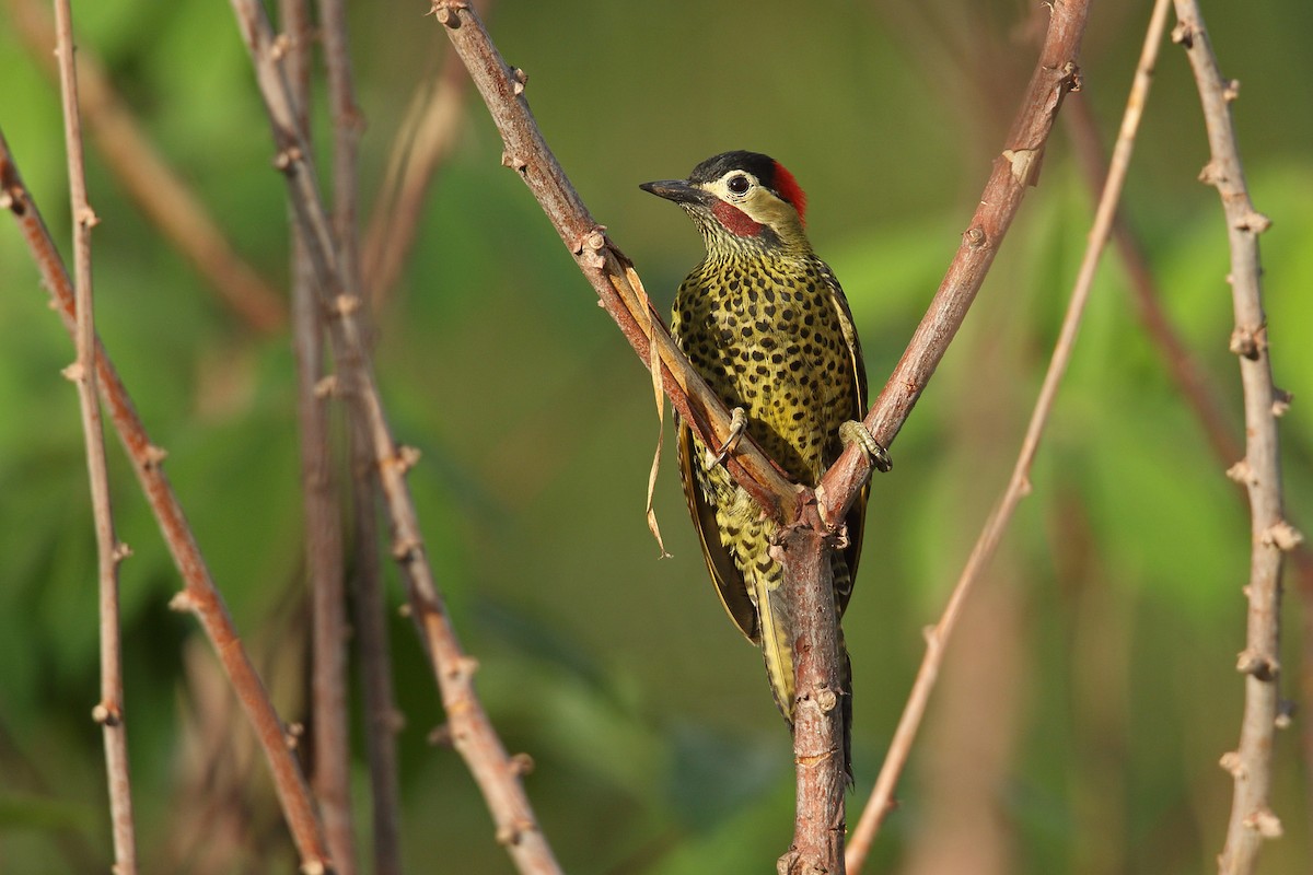 Green-barred Woodpecker - ML272198871
