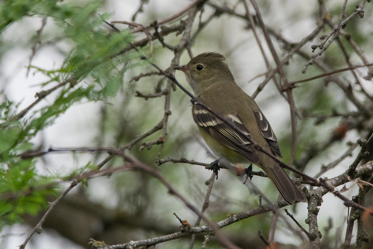 White-crested Elaenia - Pablo Re