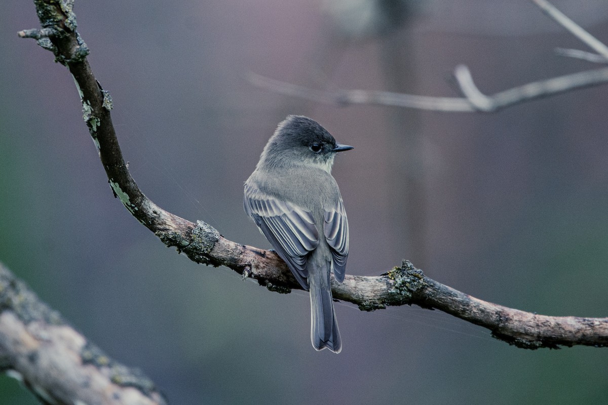 Eastern Phoebe - ML272199721