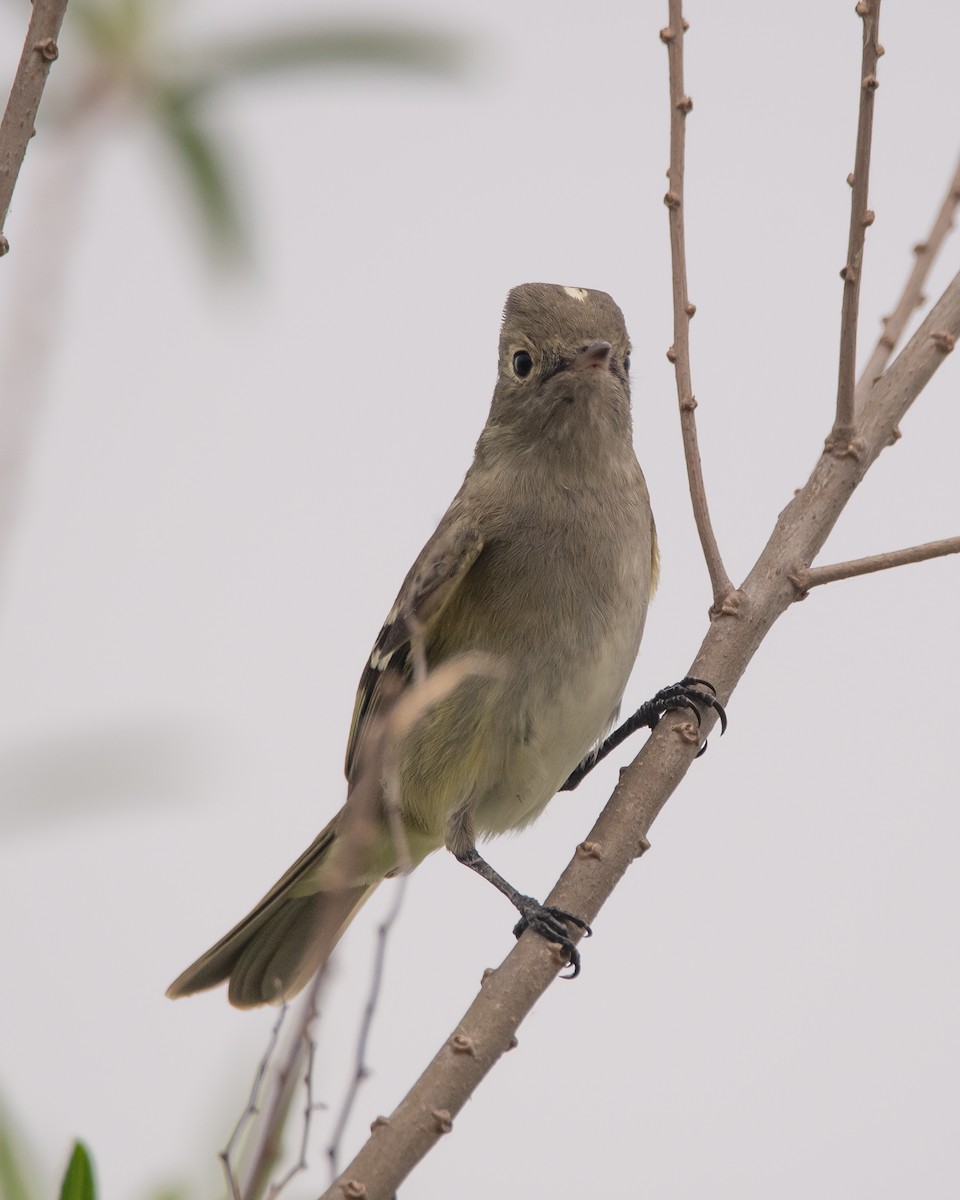 White-crested Elaenia - ML272199741