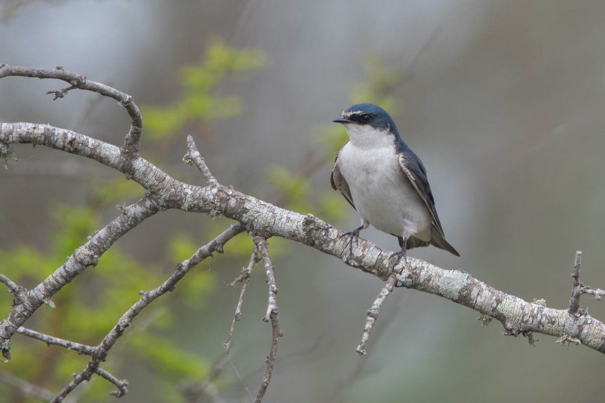 Golondrina Cejiblanca - ML272200171