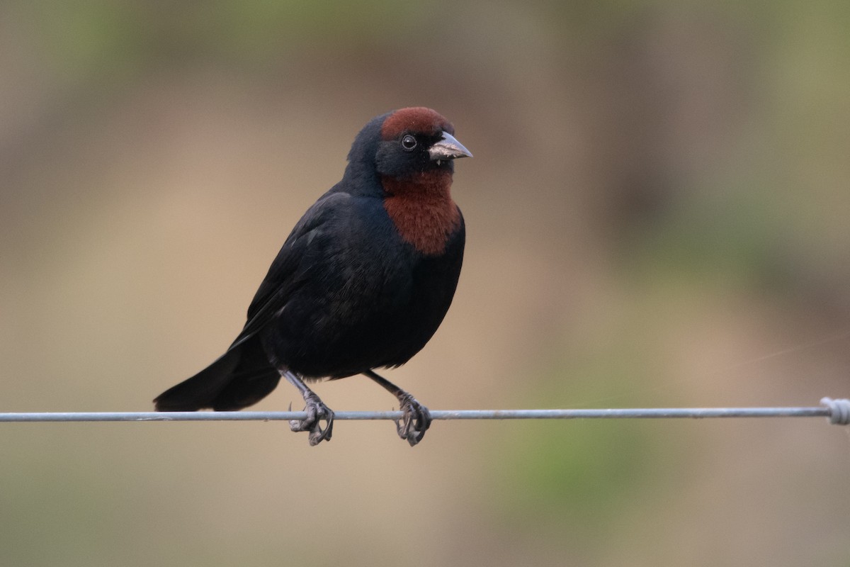 Chestnut-capped Blackbird - ML272200701