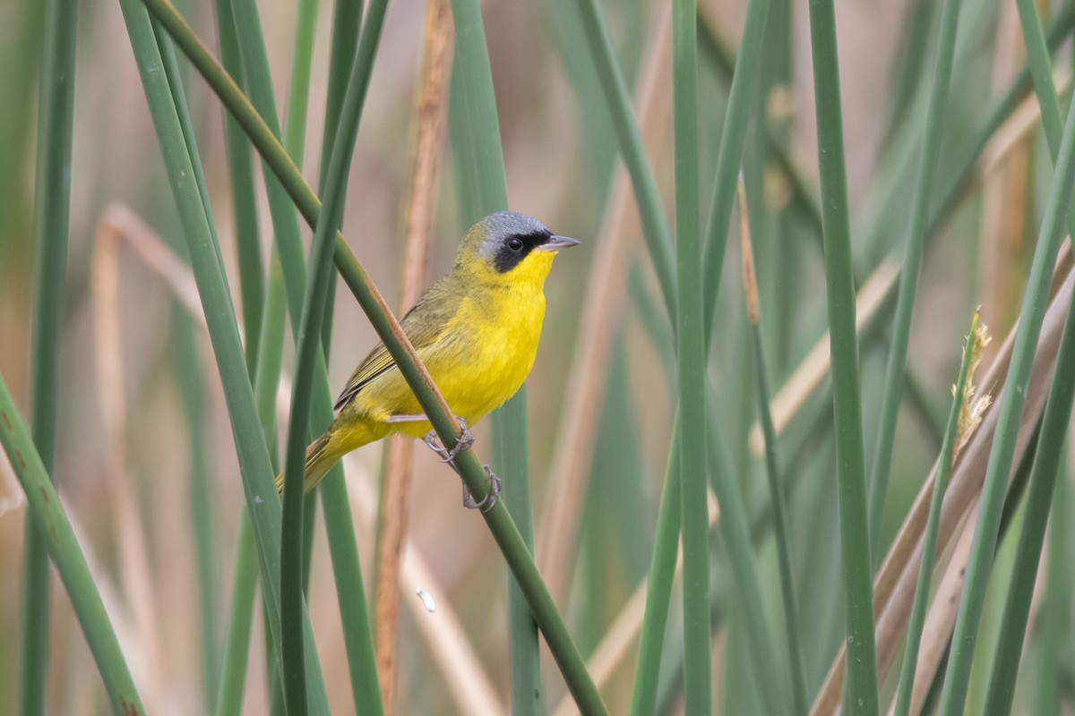 Southern Yellowthroat - ML272201821