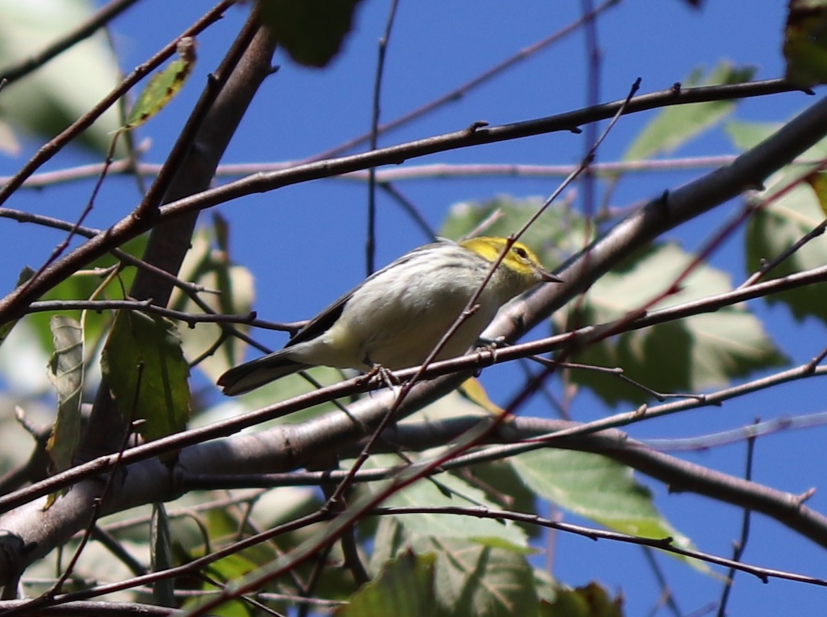 Black-throated Green Warbler - ML272201881