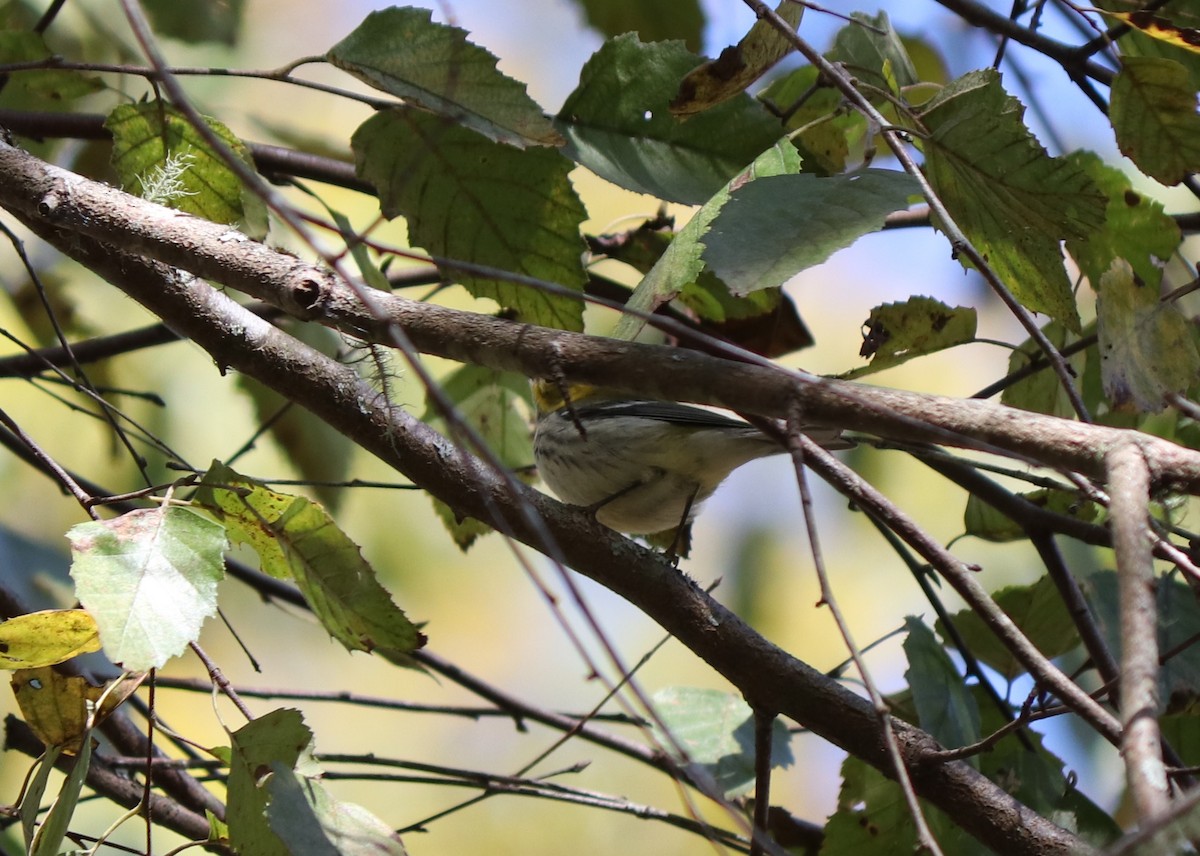 Black-throated Green Warbler - ML272201891