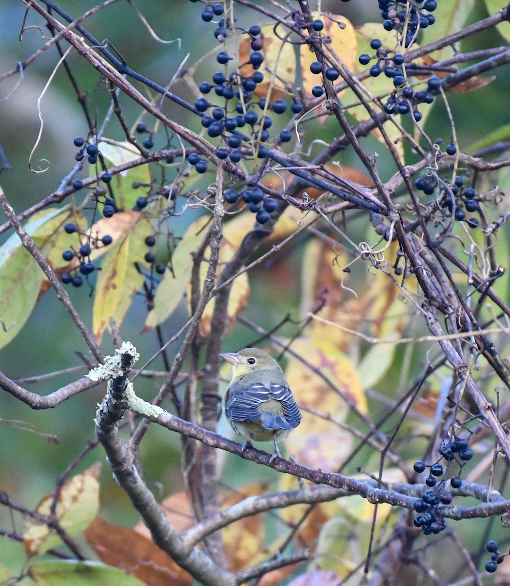 Scarlet Tanager - ML272202021