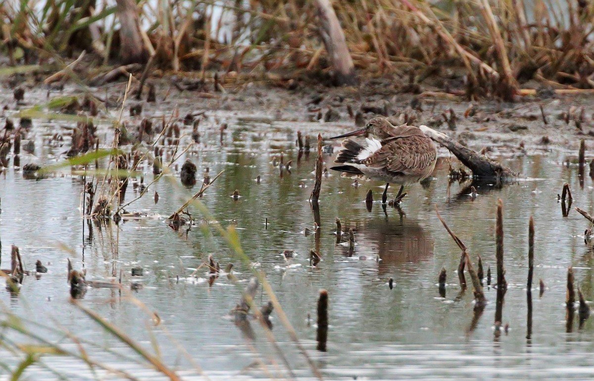 eBird Checklist - 18 Oct 2020 - Fish Point SGA--East Unit - 1 species