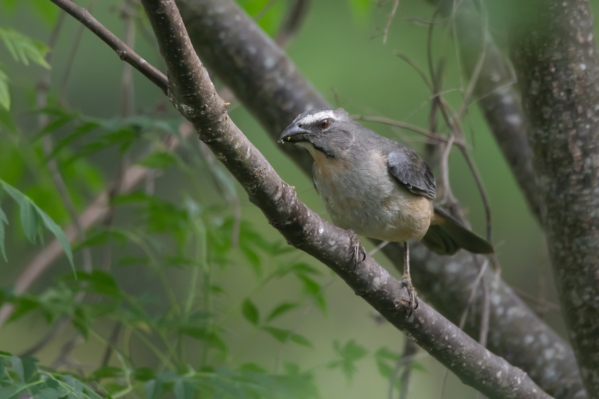 Bluish-gray Saltator - Pablo Re