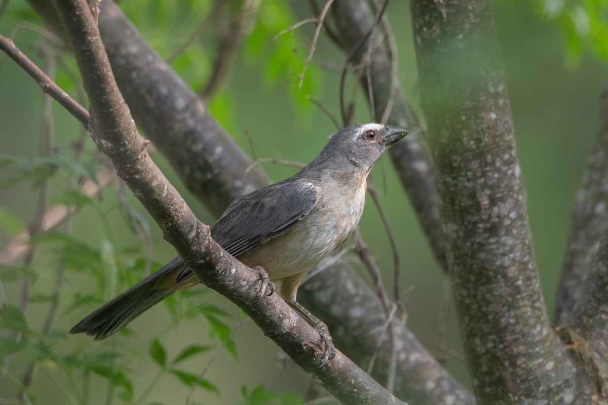 Pepitero Grisáceo del Amazonas - ML272202711