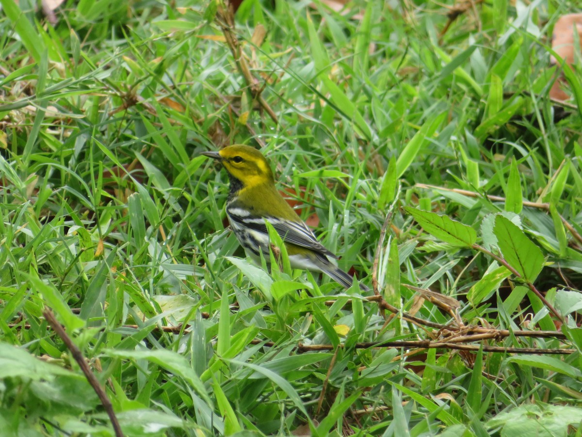 Black-throated Green Warbler - ML272202871