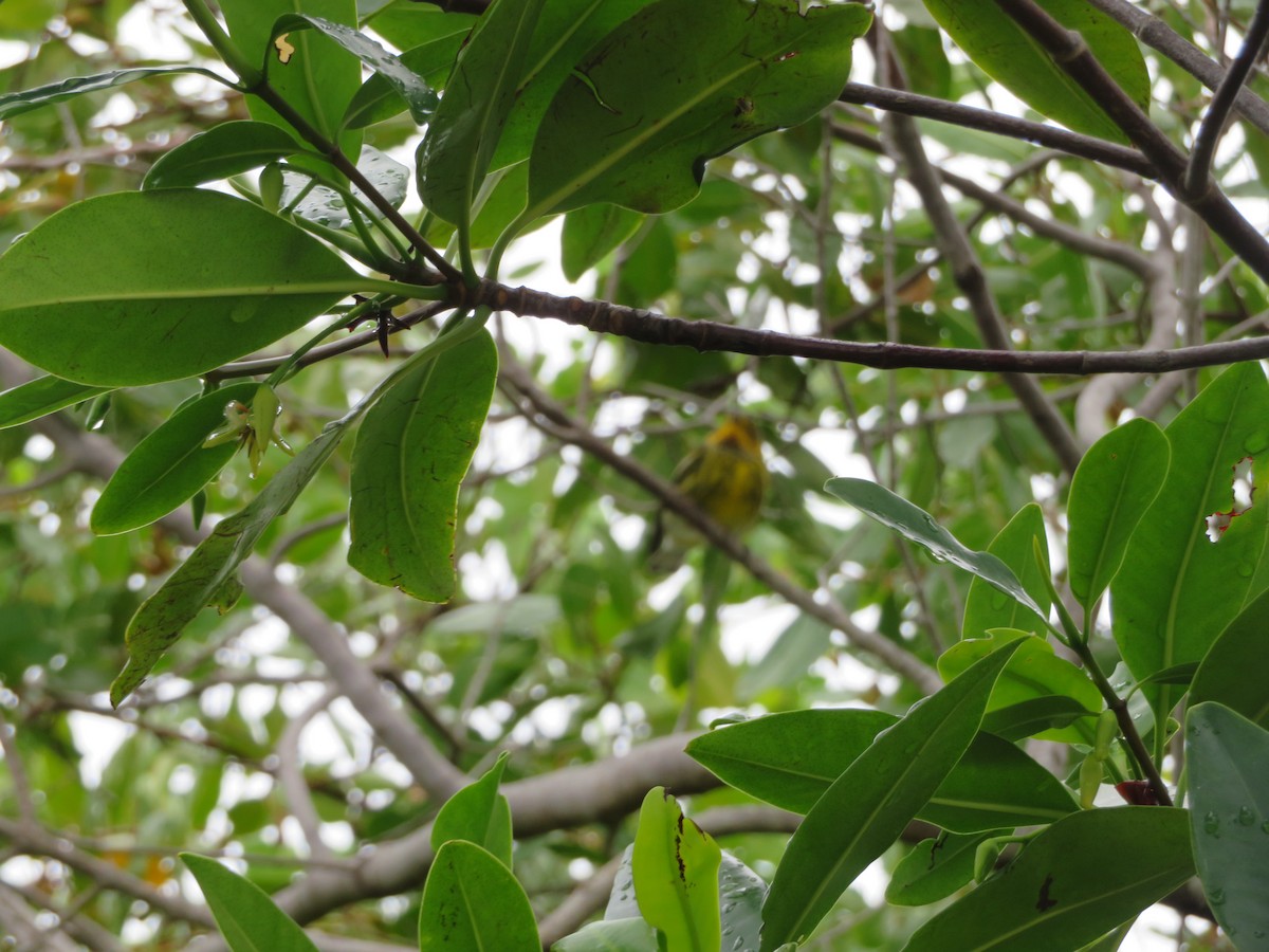 Cape May Warbler - ML272204791