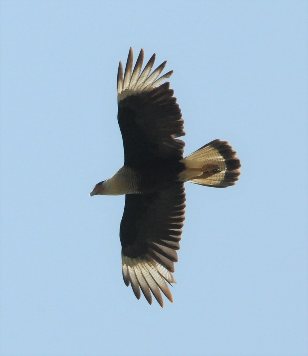 Crested Caracara (Northern) - Sue Riffe