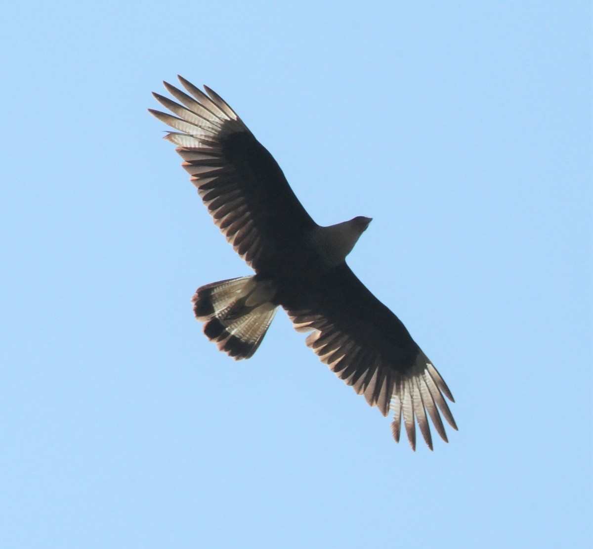 Crested Caracara (Northern) - ML272205041