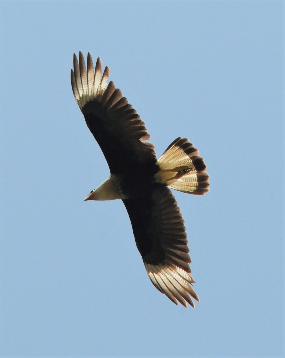 Crested Caracara (Northern) - Sue Riffe