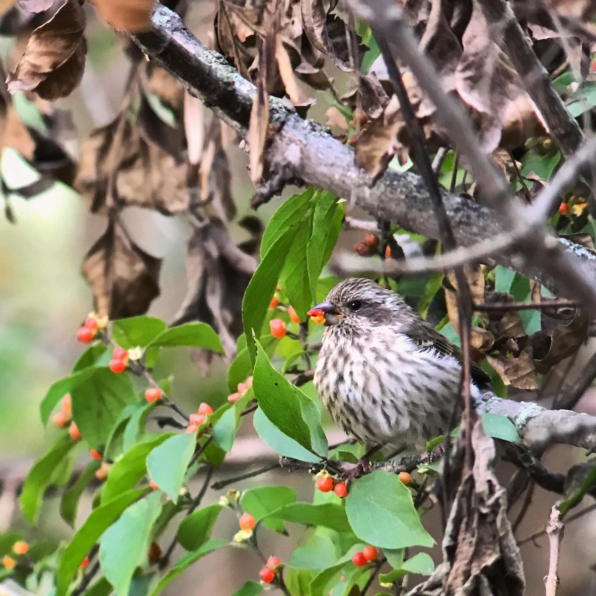 Purple Finch - ML272205321