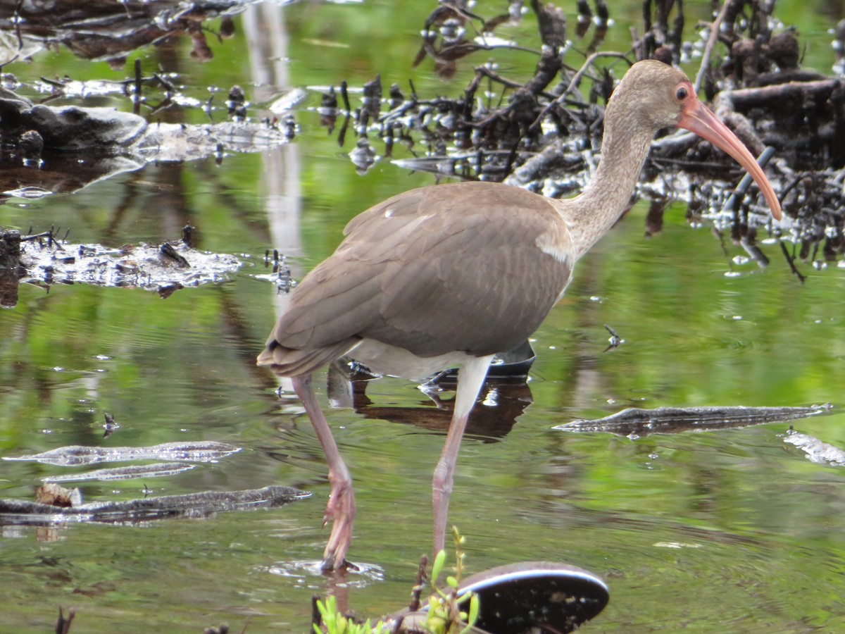 White Ibis - ML272205591