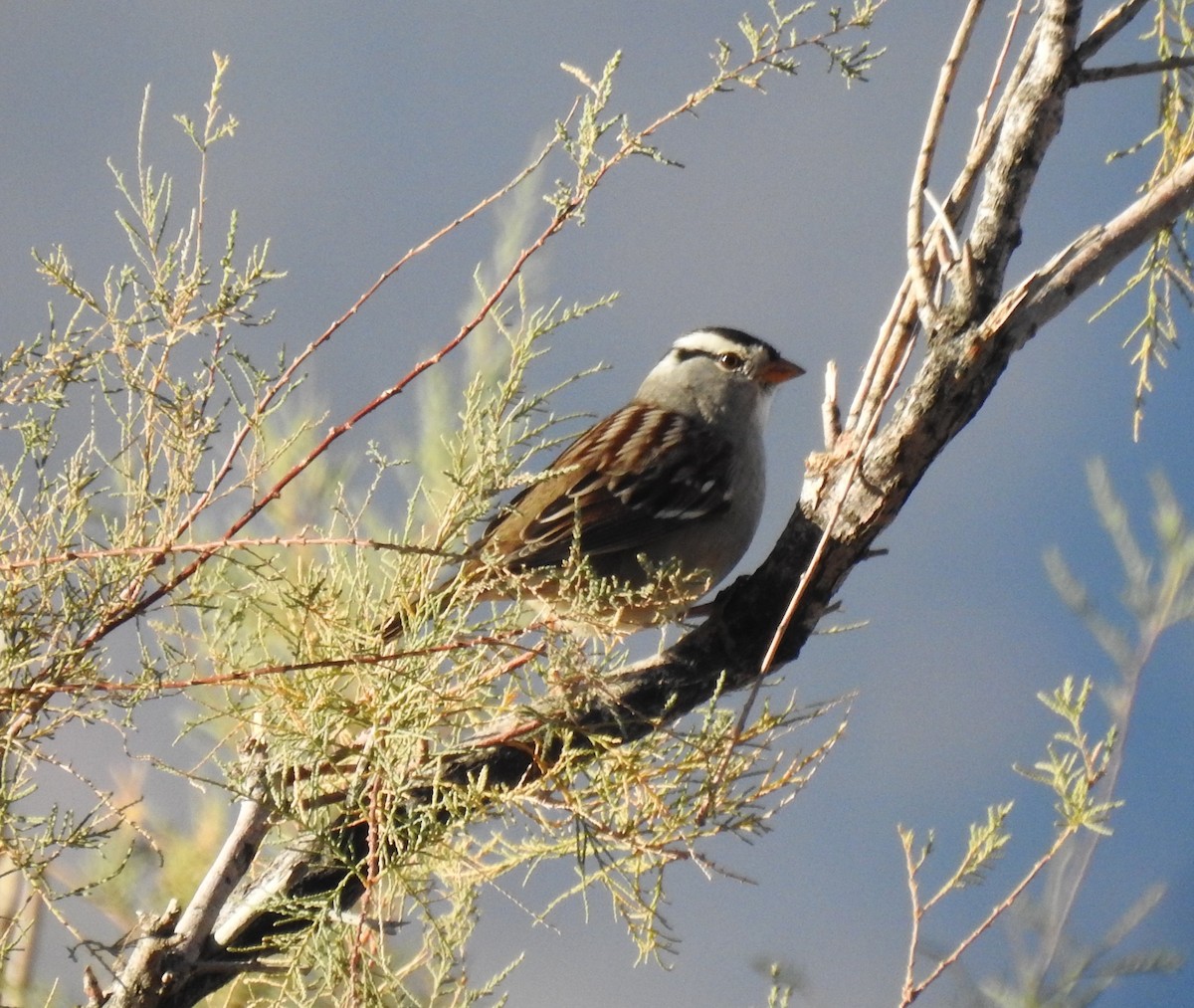 White-crowned Sparrow - ML272206141