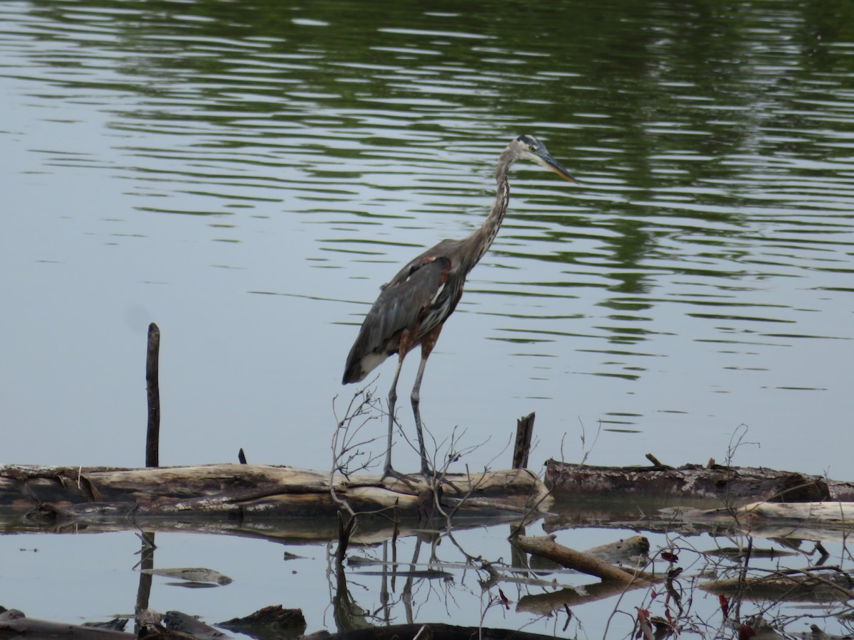 Great Blue Heron - ML272206201