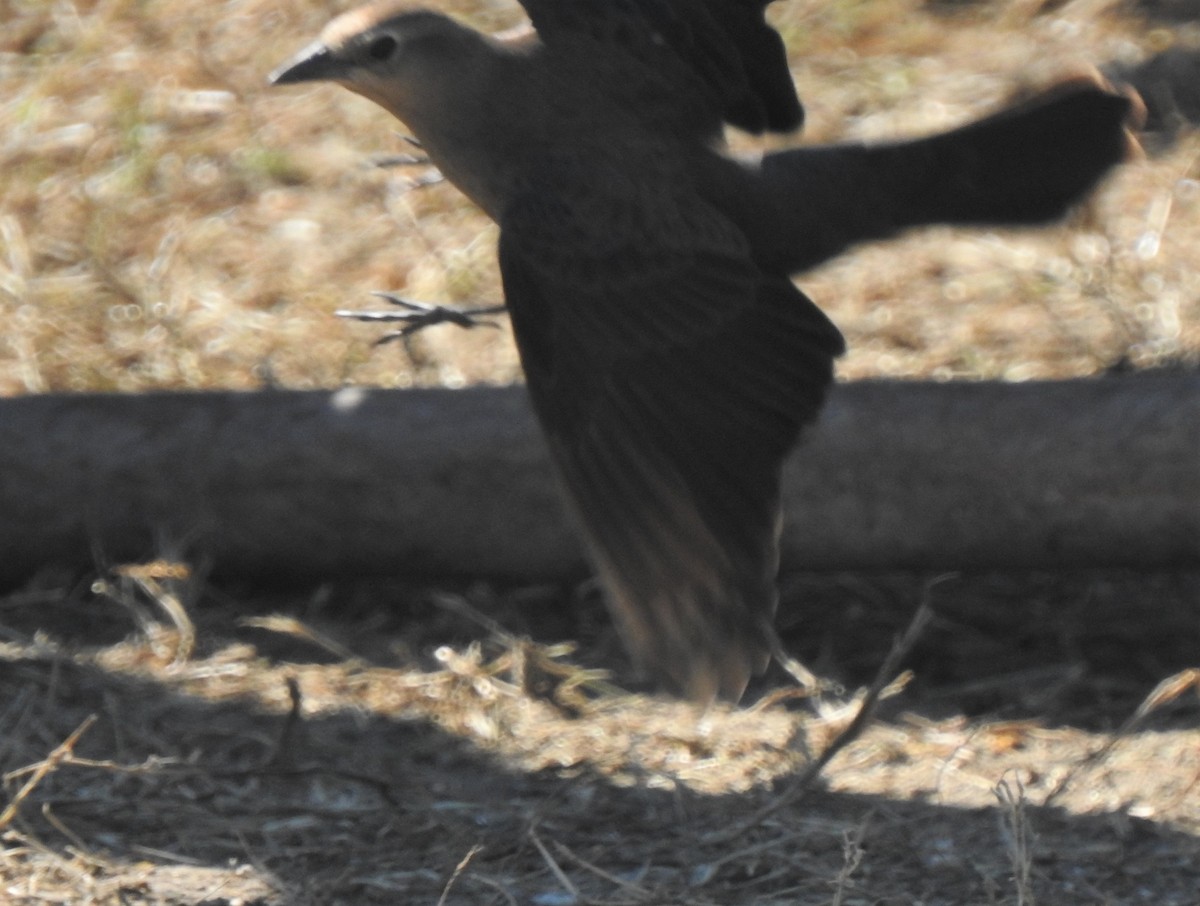 Brewer's Blackbird - Daniel Lane