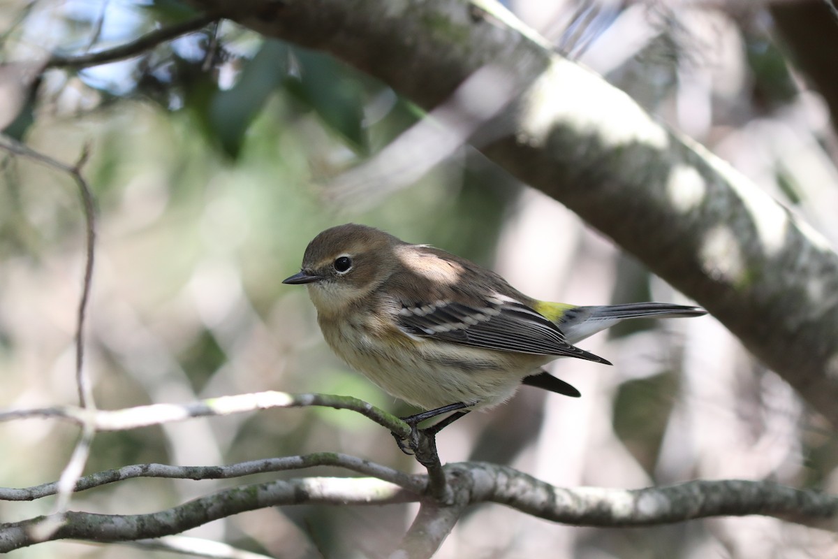 Yellow-rumped Warbler (Myrtle) - ML272207091