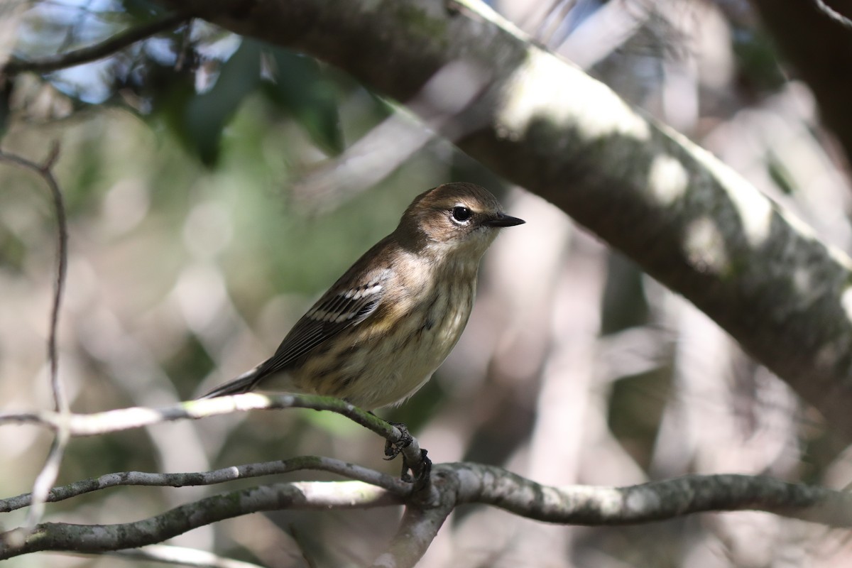 Yellow-rumped Warbler (Myrtle) - ML272207111