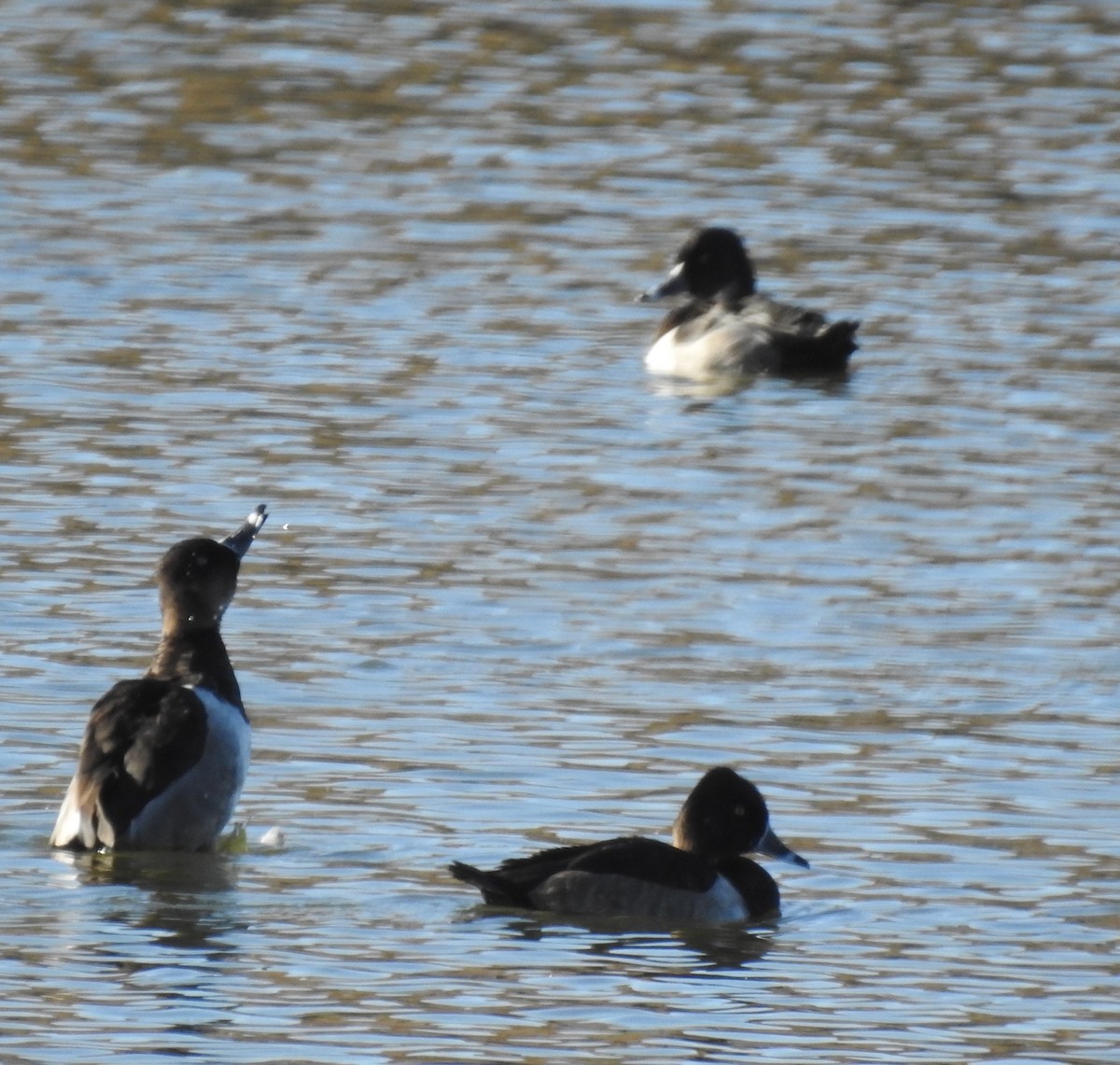 Ring-necked Duck - ML272207641