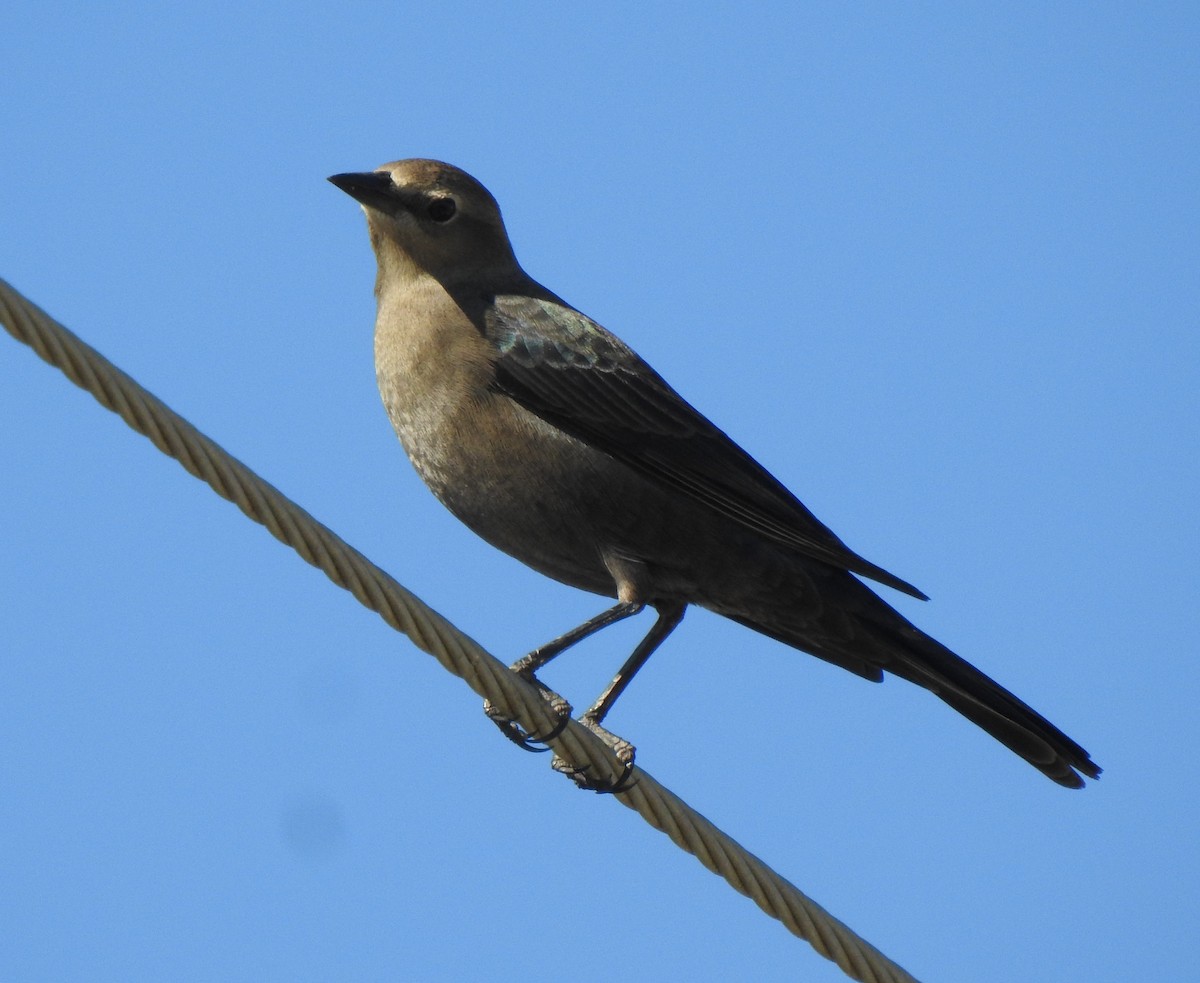 Brewer's Blackbird - ML272207691