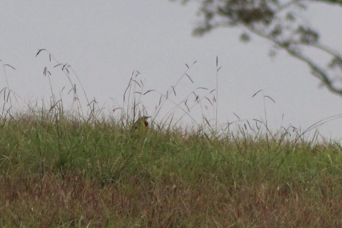 Eastern Meadowlark - ML272207711