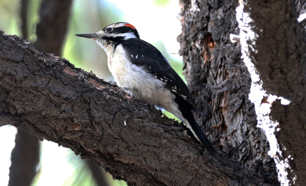 Hairy Woodpecker - ML272209011