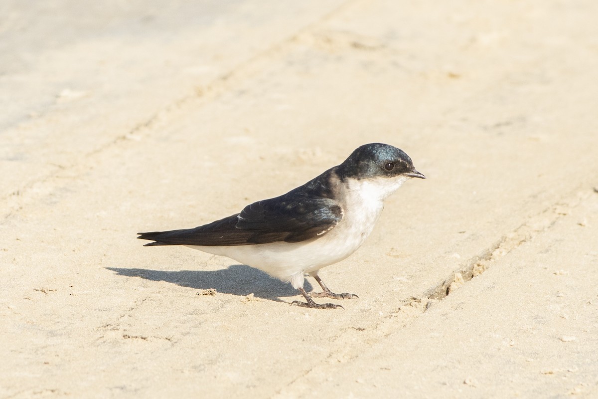 Chilean Swallow - ML272209431