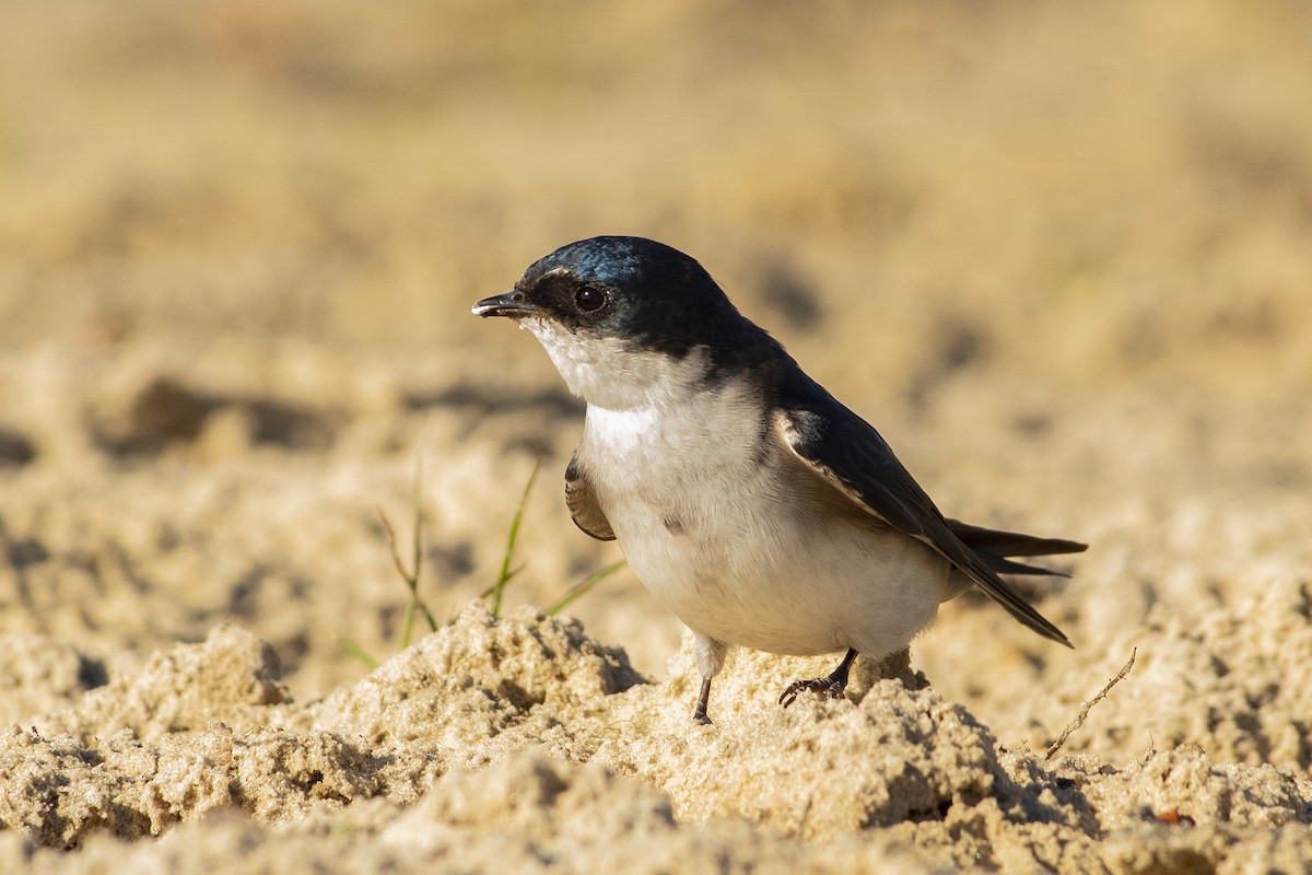 Chilean Swallow - ML272209481