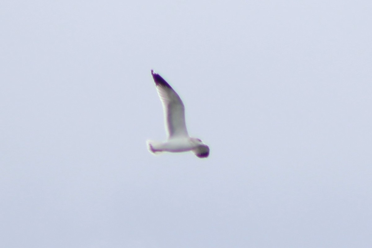 Gaviota Californiana - ML272212211