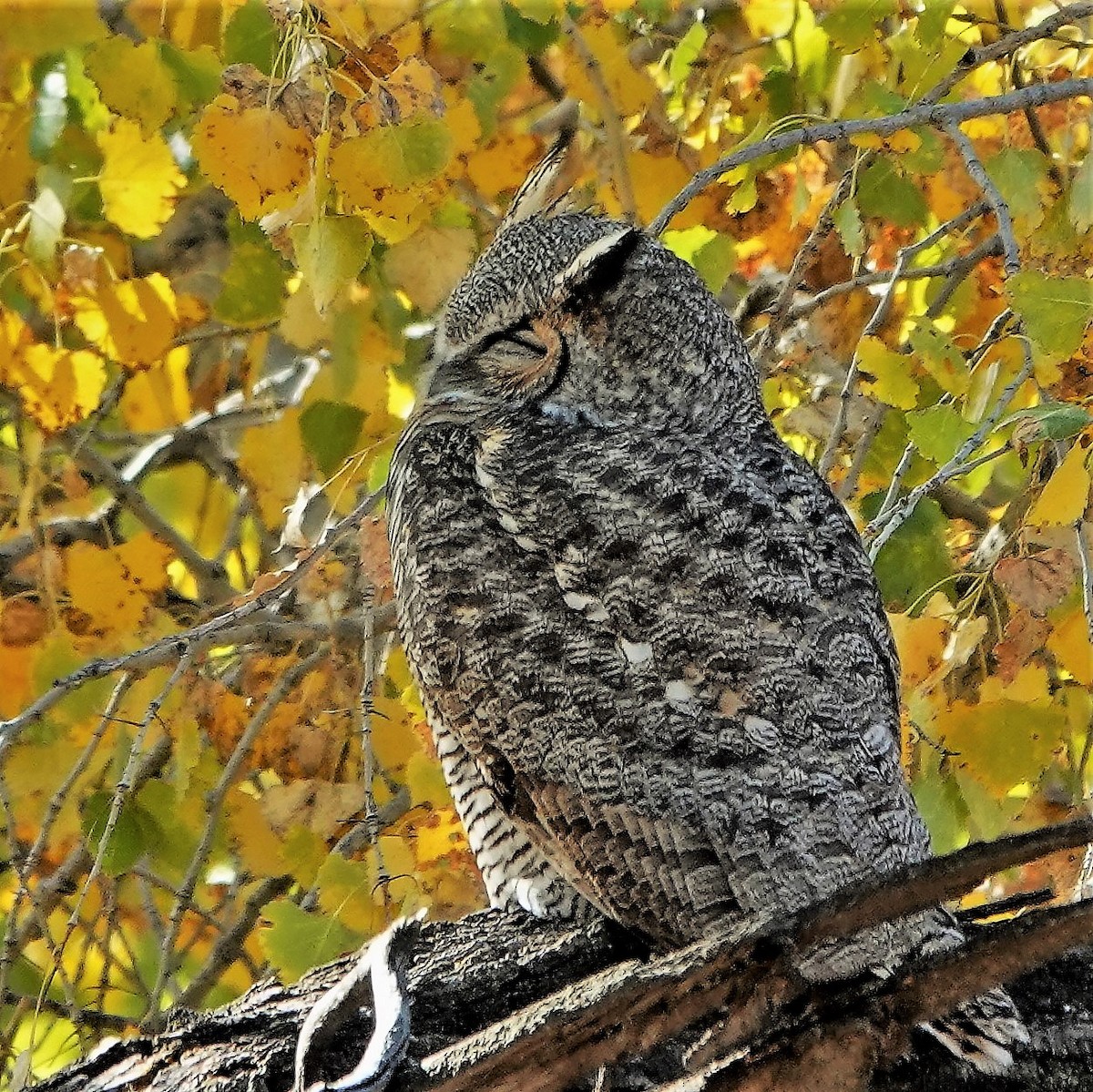 Great Horned Owl - ML272213011