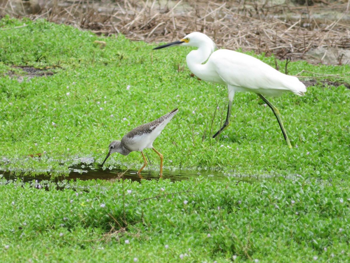 Snowy Egret - ML272213561