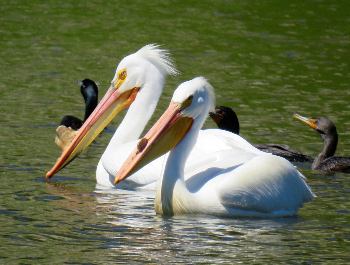 American White Pelican - ML27221401
