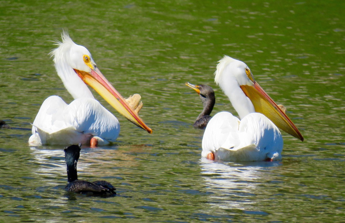 American White Pelican - ML27221491