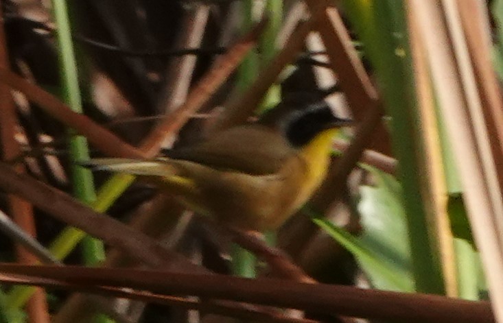 Common Yellowthroat - ML272215111