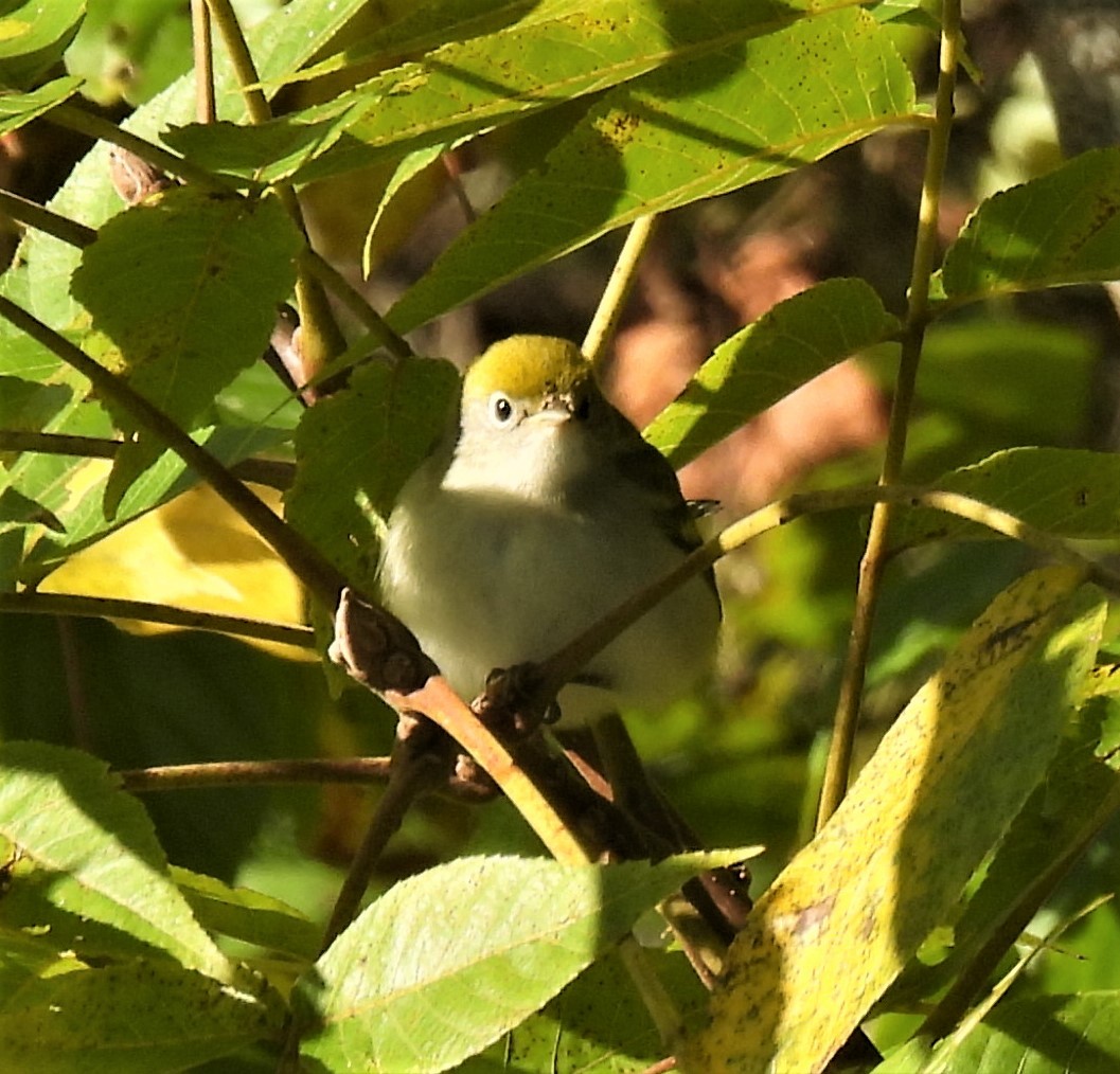 Chestnut-sided Warbler - ML272216181