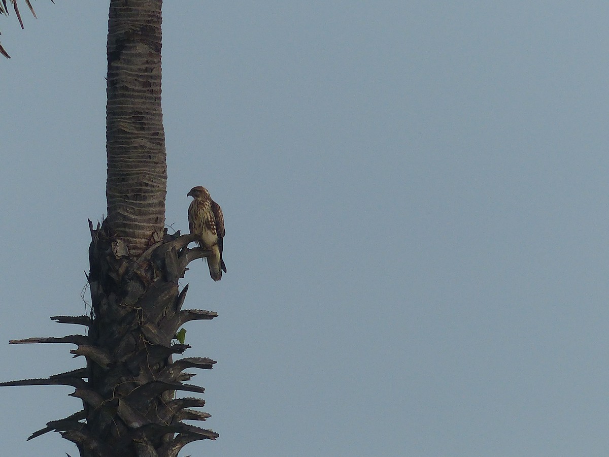 Common Buzzard - ML272216461