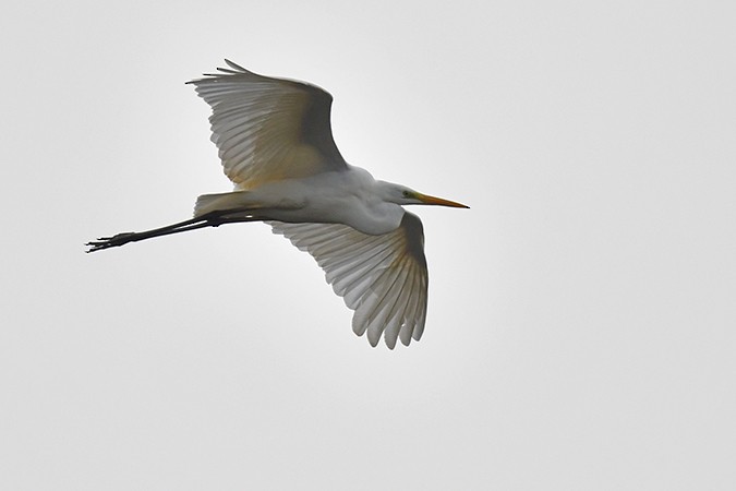 Great Egret - ML272217661