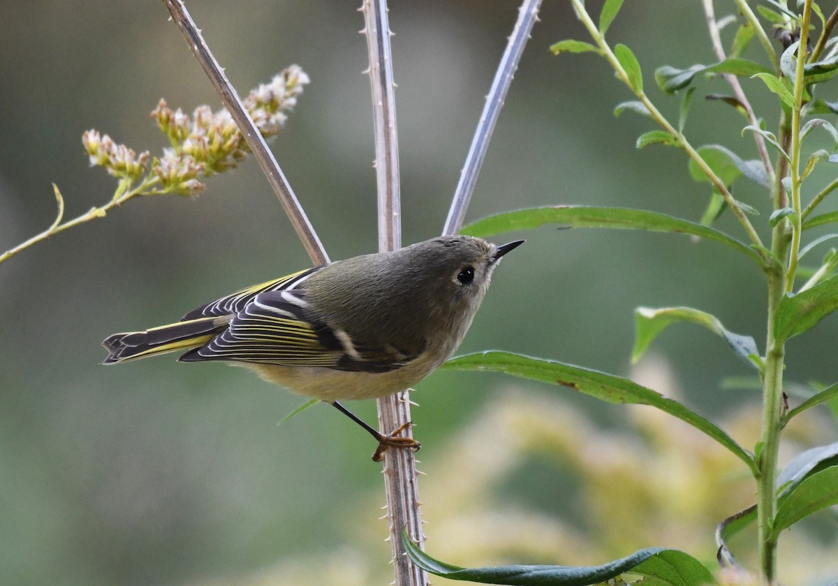 Ruby-crowned Kinglet - Carol Hildebrand