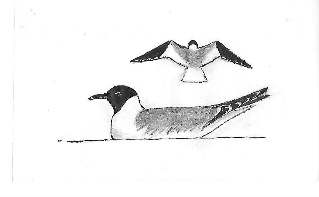 Sabine's Gull - ML272217981