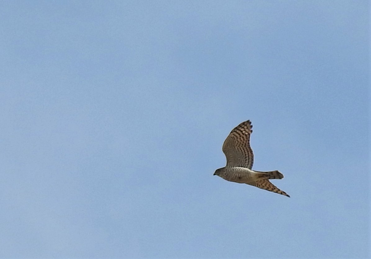 Eurasian Sparrowhawk - ML272219211