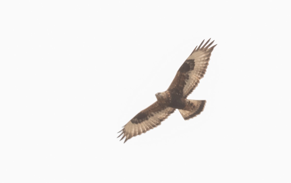 Rough-legged Hawk - ML272225051