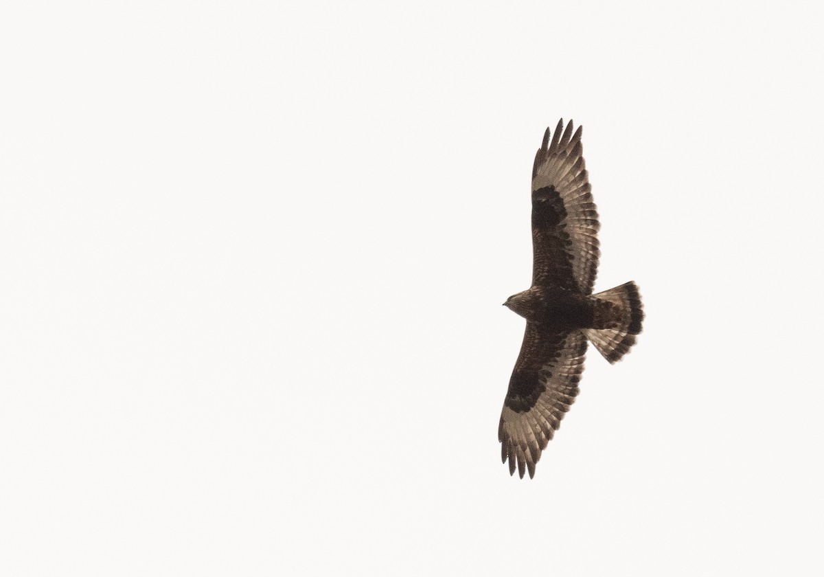 Rough-legged Hawk - ML272225061